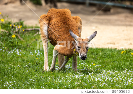 Red kangaroo, Macropus rufus in a german park Red kangaroo, Macropus rufus in a german park 89405653