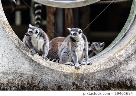 The ring-tailed lemur,Lemur catta with white ringed tail is the most known lemur The ring-tailed lemur,Lemur catta with white ringed tail is the most known lemur 89405654