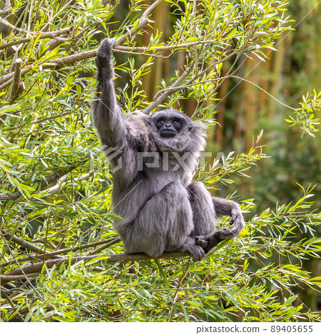 Silvery gibbon, Hylobates moloch having fun in a German park Silvery gibbon, Hylobates moloch having fun in a German park 89405655