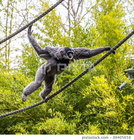 Silvery gibbon, Hylobates moloch having fun in a German park 89405658