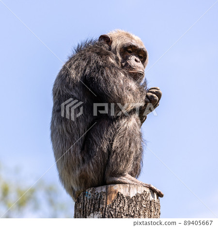 Common Chimpanzee, Pan troglodytes, popular great ape from African forests and woodlands 89405667