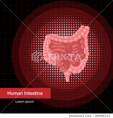 Human internal organ with intestine 89406231