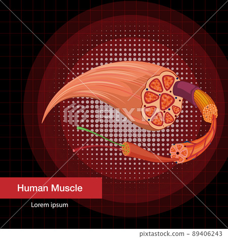 Human muscle anatomy structure Human muscle anatomy structure 89406243