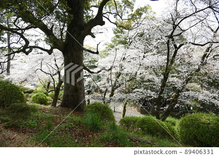 Odawara Castle Ruins Park and Sakura 89406331
