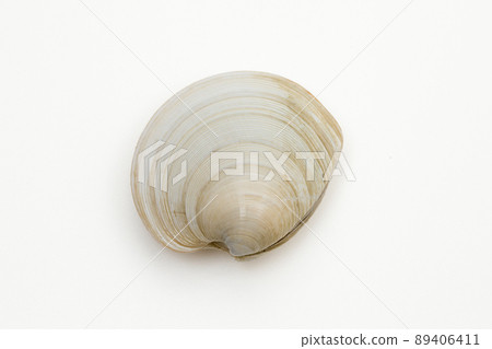 Kagamigai (mirror shell) Kagamigai (mirror shell) 89406411
