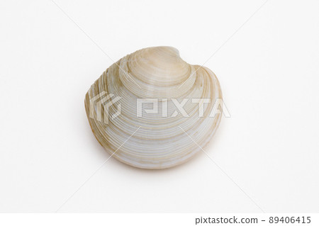 Kagamigai (mirror shell) Kagamigai (mirror shell) 89406415