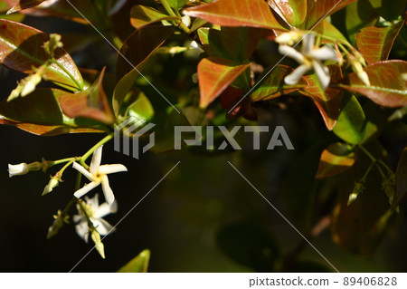 Tei Ka Zera 89406828