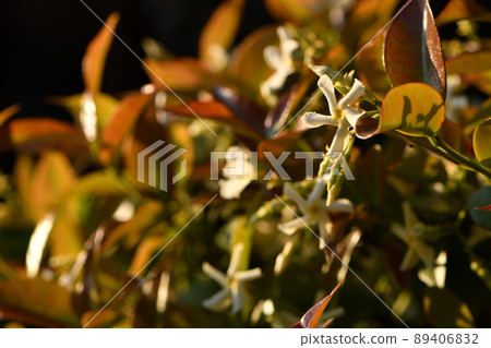 Tei Ka Zera 89406832