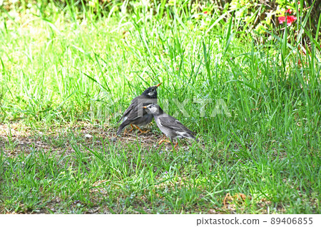 The starling star (Rubber) 89406855