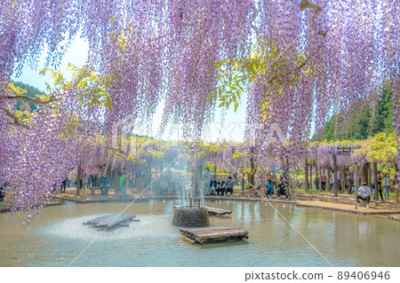 兵庫縣白井大町富士公園的紫藤花 89406946