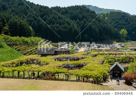 兵庫縣白井大町富士公園的紫藤花 89406948