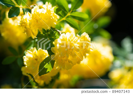Yellow moco border in full bloom Yellow moco border in full bloom 89407143
