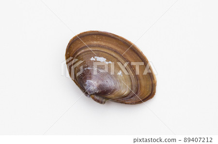 Nuttallia obscurus Nuttallia obscurus 89407212