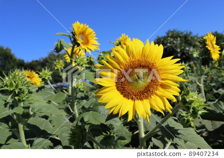 Sunflower and blue sky are the best match Sunflower and blue sky are the best match 89407234