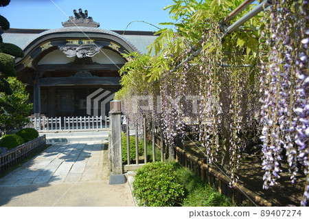 Wisteria trellis Wisteria trellis 89407274