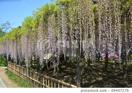 Wisteria trellis Wisteria trellis 89407276