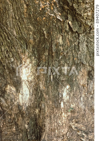Close-up shot texture brown tree dry bark of trunk, vertical view. 89407279