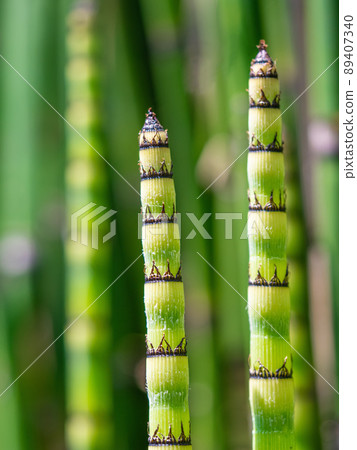 Horsetail young shoots Horsetail young shoots 89407340