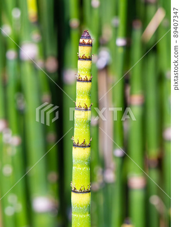 Horsetail young shoots Horsetail young shoots 89407347