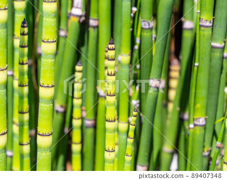 Horsetail young shoots Horsetail young shoots 89407348