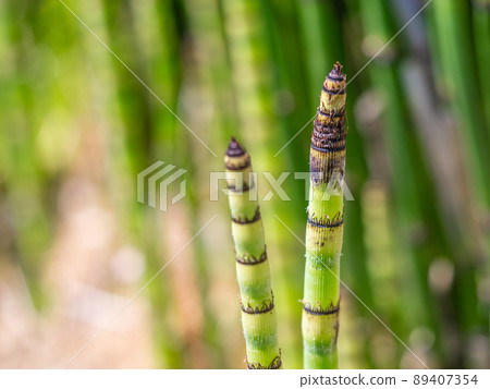 Horsetail young shoots Horsetail young shoots 89407354