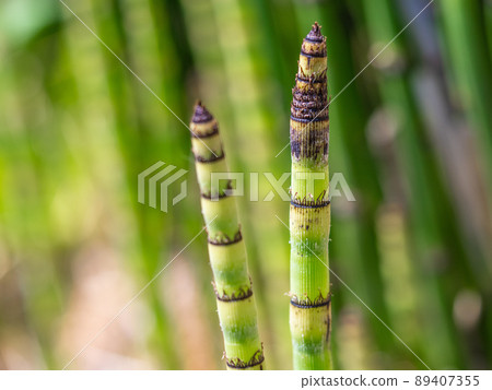 Horsetail young shoots Horsetail young shoots 89407355