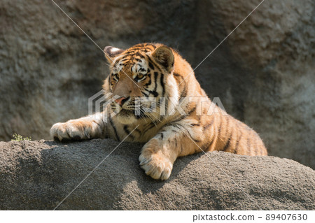 Amur tiger cub sitting 89407630