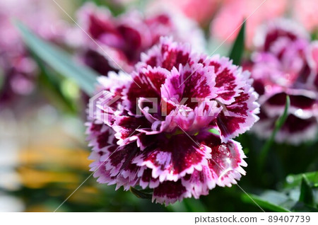 Pot Carnation (Day Adour Osca) 紫色 89407739