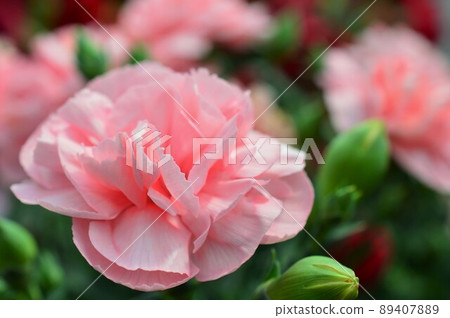 Gift Carnation pink 89407889