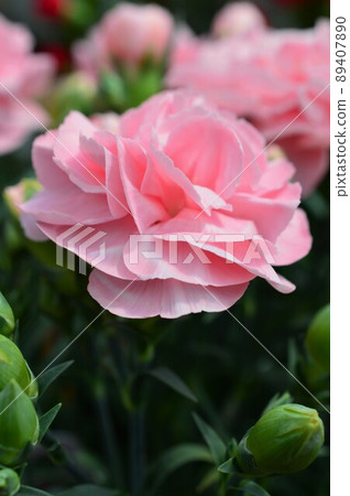 Gift Carnation pink 89407890