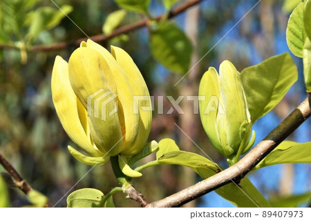 玉蘭玉蘭花 89407973