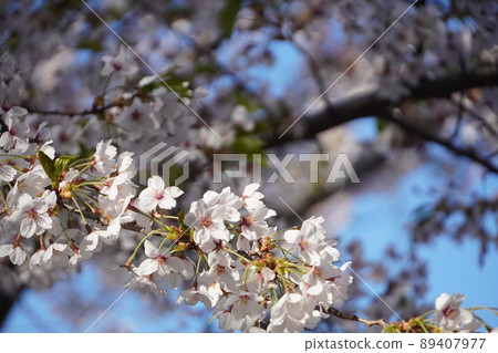 Spring cherry blossoms in Goryokaku Park Spring cherry blossoms in Goryokaku Park 89407977