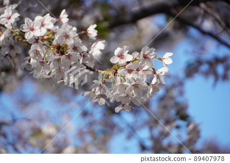 Spring cherry blossoms in Goryokaku Park Spring cherry blossoms in Goryokaku Park 89407978