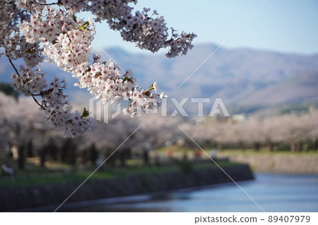Spring cherry blossoms in Goryokaku Park Spring cherry blossoms in Goryokaku Park 89407979