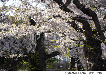 Spring cherry blossoms in Goryokaku Park Spring cherry blossoms in Goryokaku Park 89407980