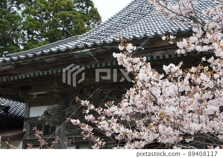Sakura in full bloom at Matsumae Castle in Hokkaido 89408117
