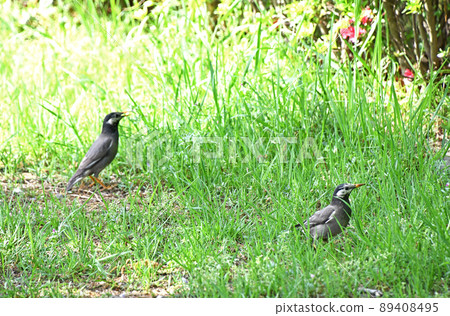 The starling star (Rubber) 89408495