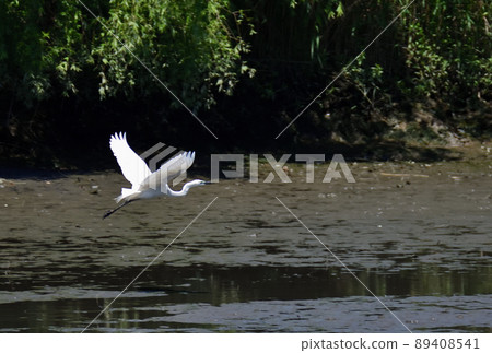 Great egret descending into the pond 89408541