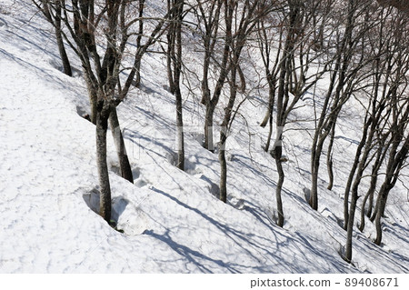 告訴雪國春天的根源 89408671