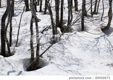 雪從樹根開始融化 89408672