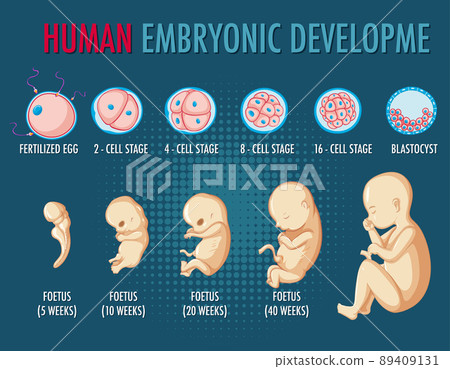 Human embryonic development infographic Human embryonic development infographic 89409131