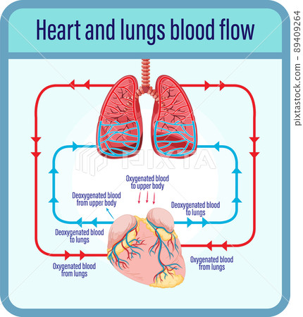 Diagram showing blood flow of human heart 89409264