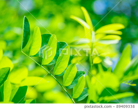 刺槐幼葉 89409338