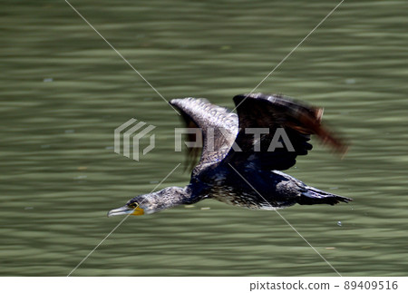 Great cormorant flying low in the river 89409516