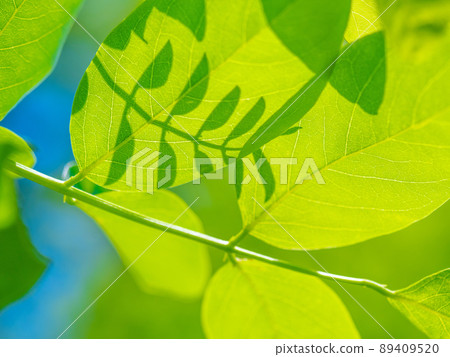 Young leaves of black locust 89409520