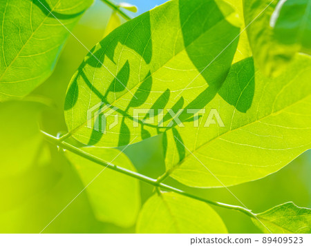 刺槐幼葉 89409523