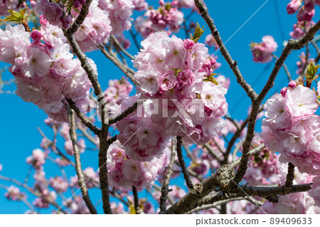 八重櫻_Sakura_Spring_Hanami_Pink 89409633
