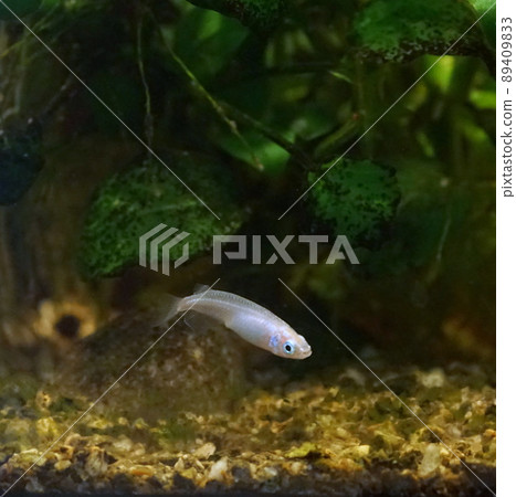 Aomedaka fish tank 89409833