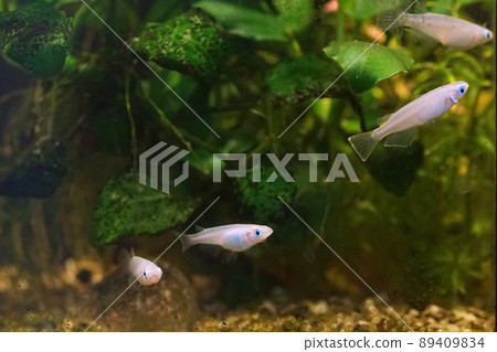 奧大高魚缸 奧大高魚缸 89409834