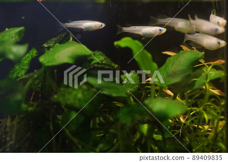 Aomedaka fish tank Aomedaka fish tank 89409835